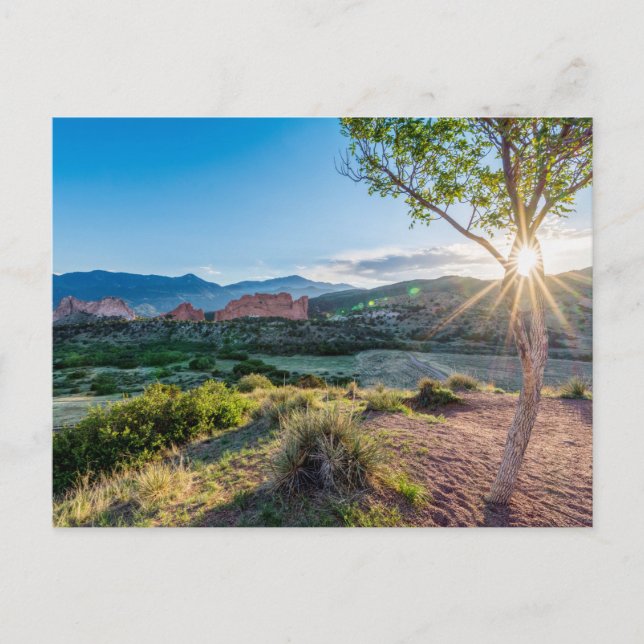 Garden Of Gods Tree Sunburst Postcard (Front)