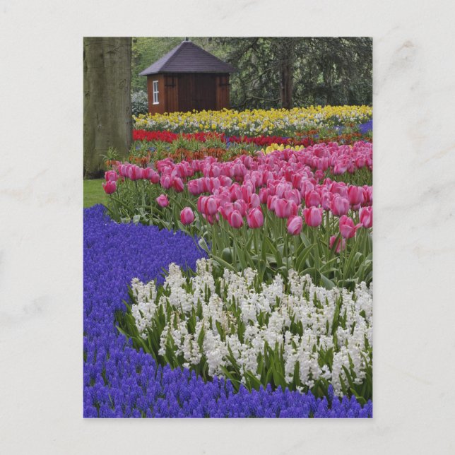 Garden of grape hyacinth, hyacinth and tulips, postcard (Front)