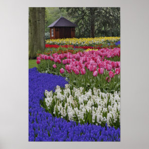 Garden of grape hyacinth, hyacinth and tulips, poster
