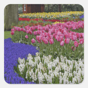 Garden of grape hyacinth, hyacinth and tulips, square sticker