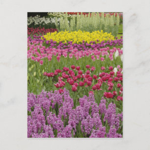 Garden of tulips, daffodils, and hyacinth postcard