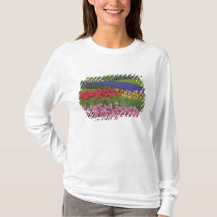 Garden of tulips, Grape Hyacinth and T-Shirt