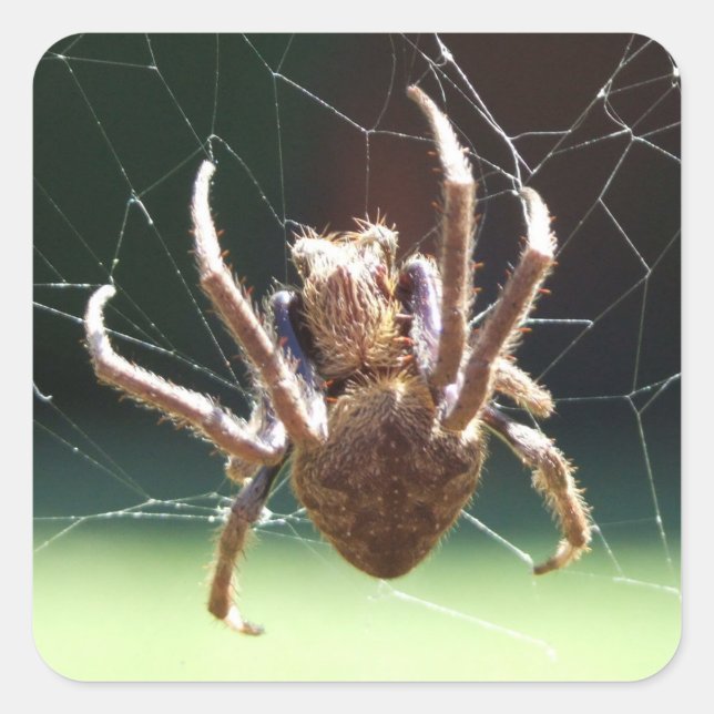 Garden Orb Weaver Spider Sticker (Front)