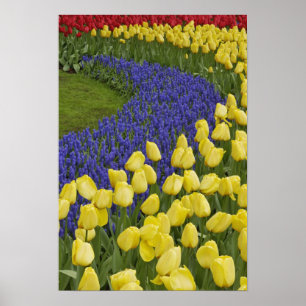 Garden pattern of Grape Hyacinth flowers and Poster