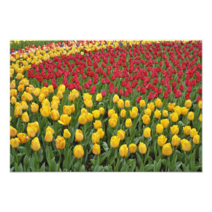 Garden pattern of tulips, Keukenhof Gardens, 2 Photo Print
