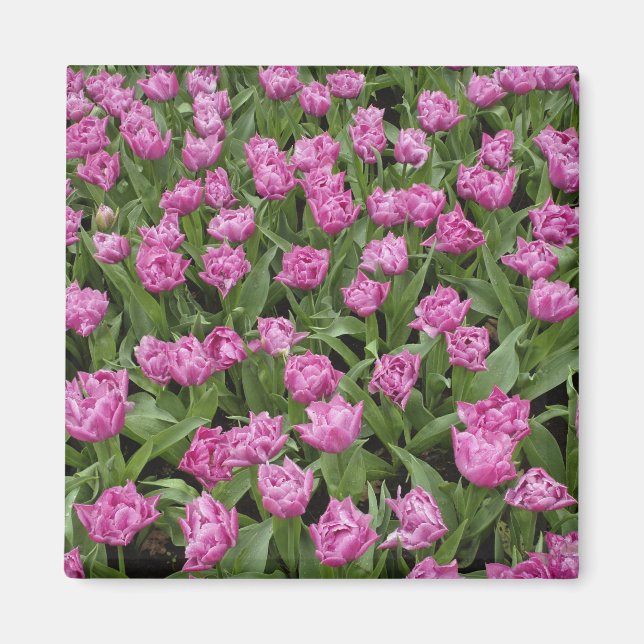 Garden pattern of tulips, Keukenhof Gardens, Magnet (Front)
