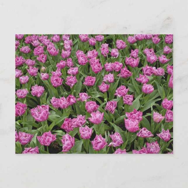 Garden pattern of tulips, Keukenhof Gardens, Postcard (Front)