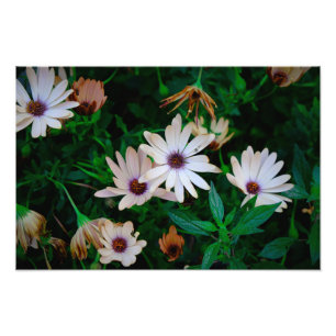 Garden Photo Print