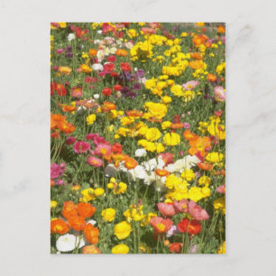 Garden Postcard