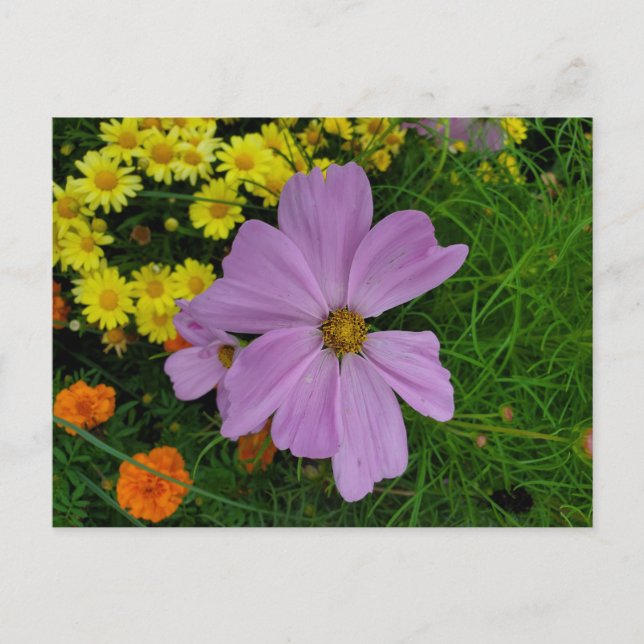 Garden Postcard (Front)