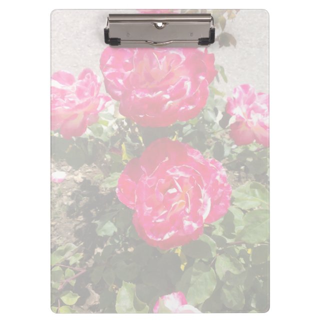 Garden roses I Clipboard (Front)
