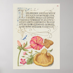 Garden Scene with Flowers, Butterfly and Mushroom Poster