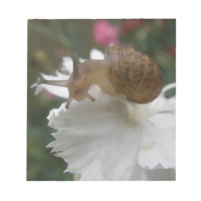 Garden Snail and White Carnation Notepad (Front)