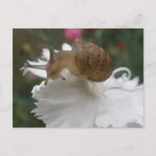 Garden Snail and White Carnation Postcard