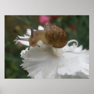 Garden Snail and White Carnation Print