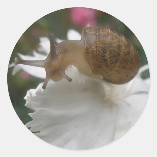 Garden Snail and White Carnation Stickers (Front)
