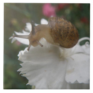 Garden Snail and White Carnation Tile