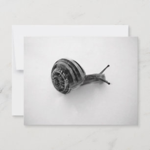 Garden Snail Nature Photography