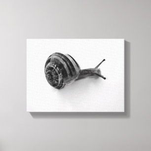 Garden Snail Nature Photography Canvas Print