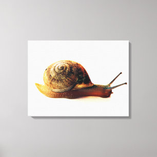 Garden Snail Nature Photography Canvas Print