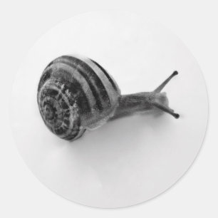 Garden Snail Nature Photography Classic Round Sticker
