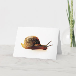 Garden Snail Nature Photography Holiday Card