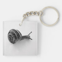 Garden Snail Nature Photography
