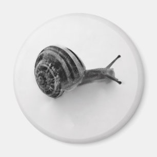 Garden Snail Nature Photography Magnet