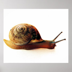 Garden Snail Nature Photography Poster