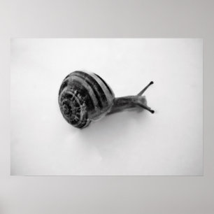 Garden Snail Nature Photography Poster