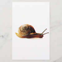 Garden Snail Nature Photography