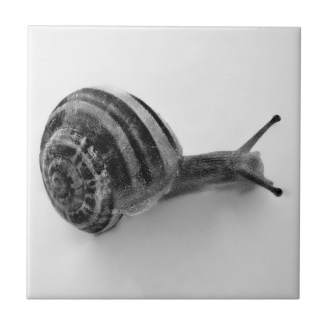 Garden Snail Nature Photography Tile (Front)
