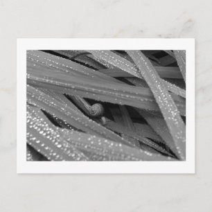 Garden Snail Postcard