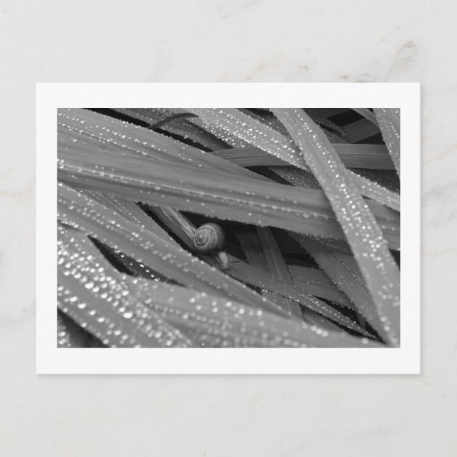 Garden Snail Postcard (Front)