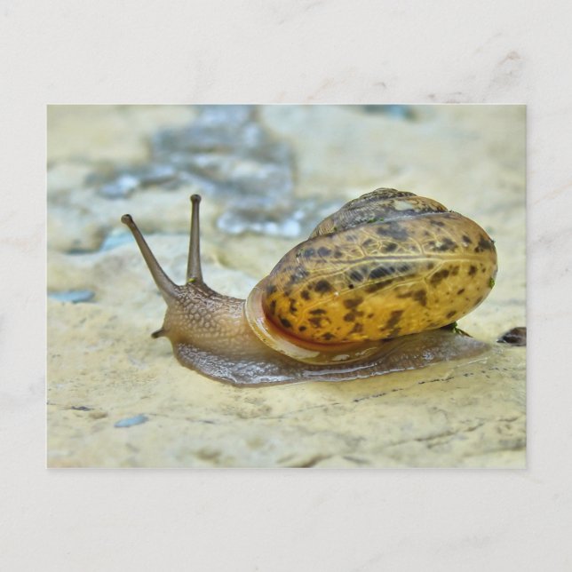 Garden Snail Postcard. Postcard (Front)