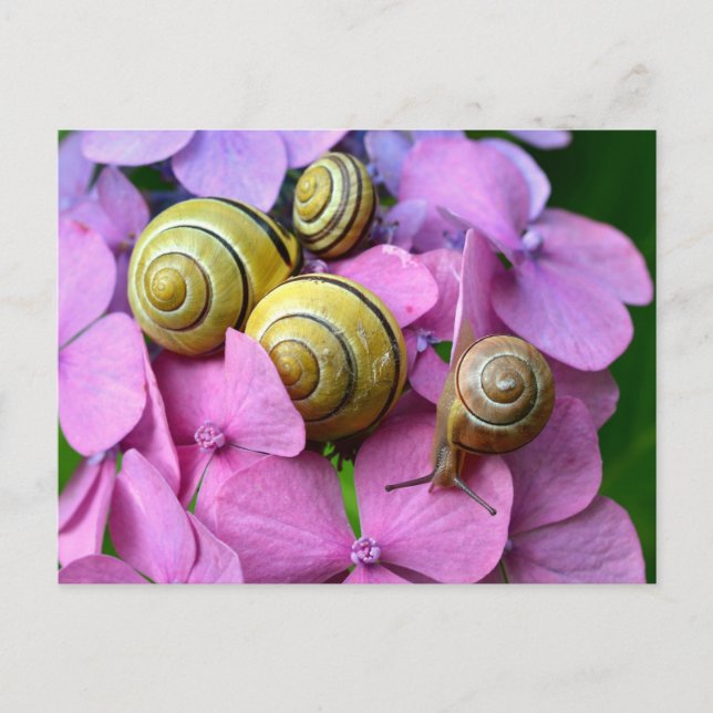 Garden Snails on Pink Flowers Postcard (Front)