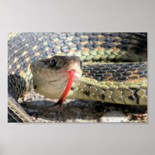 Garden snake poster