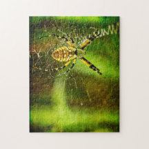 Garden Spider