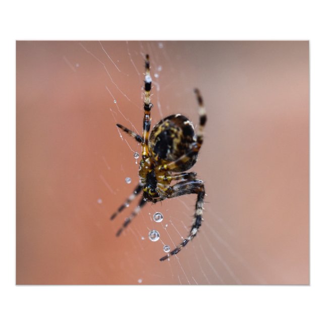 Garden Spider Photo Print (Front)