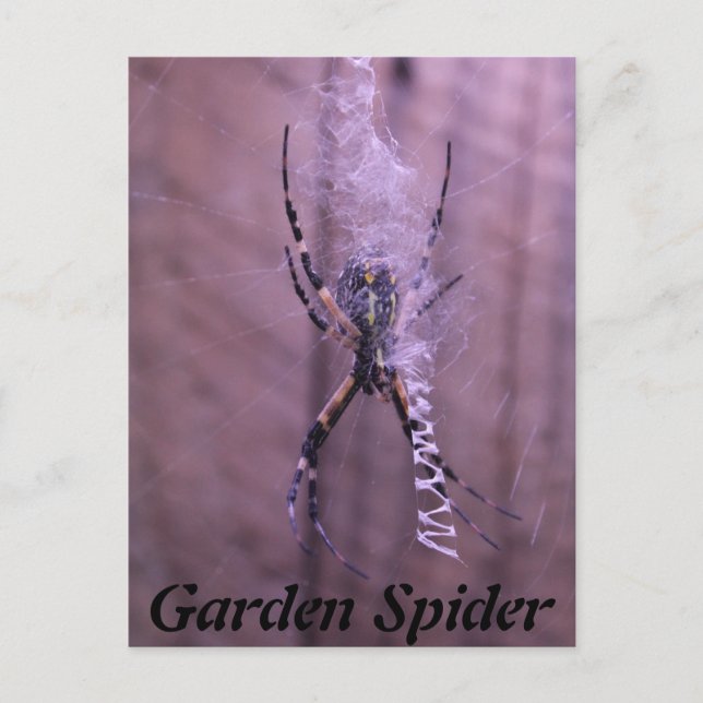 Garden Spider Postcard (Front)