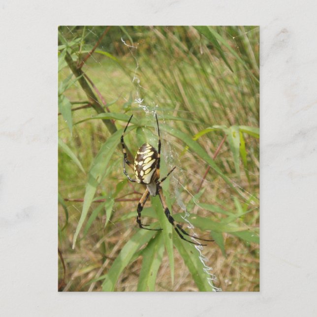Garden Spider Postcard (Front)