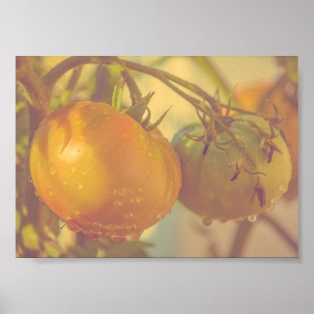 Garden Tomatoes Summer Harvest Poster (Front)