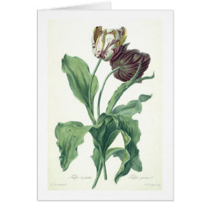 Garden Tulip, from 'Opera Botanica', engraved by L