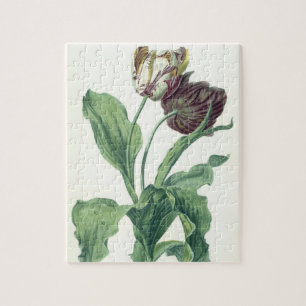 Garden Tulip, from 'Opera Botanica', engraved by L Jigsaw Puzzle