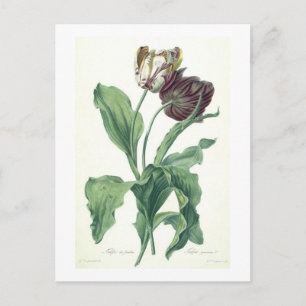 Garden Tulip, from 'Opera Botanica', engraved by L Postcard