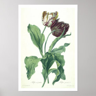 Garden Tulip, from 'Opera Botanica', engraved by L Poster
