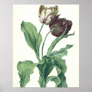 Garden Tulip, from 'Opera Botanica', engraved by L Poster
