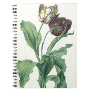 Garden Tulip, from 'Opera Botanica', engraved by L Spiral Notebook