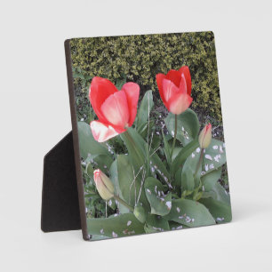 Garden tulips plaque