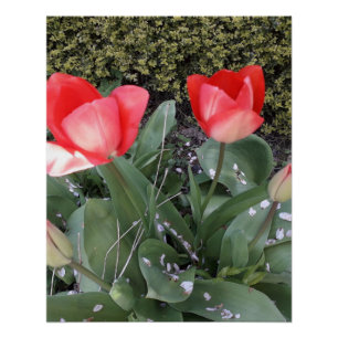 Garden tulips poster